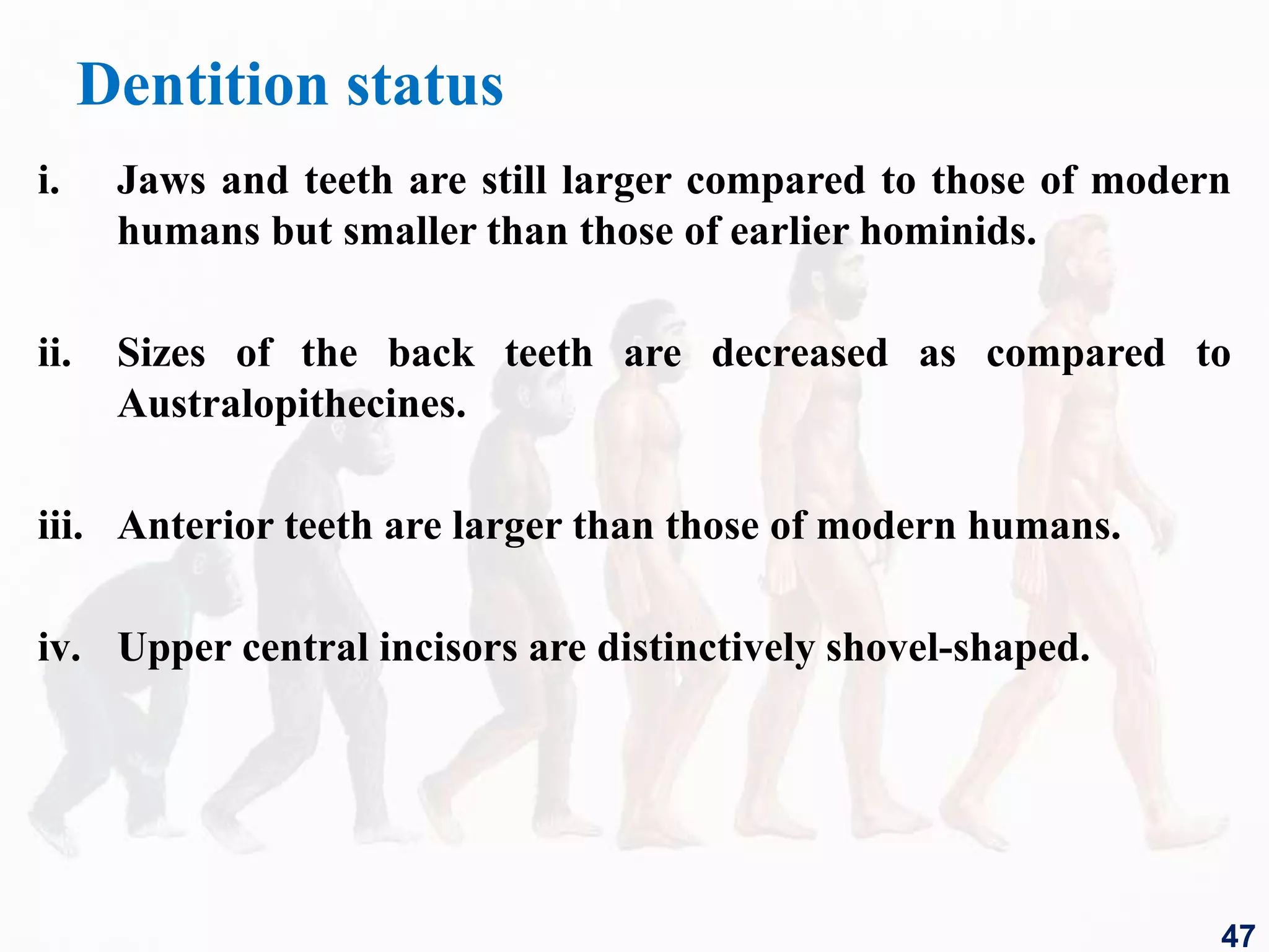 Dentition status
i. Jaws and teeth are still larger compared to those of modern
humans but smaller than those of earlier hominids.
ii. Sizes of the back teeth are decreased as compared to
Australopithecines.
iii. Anterior teeth are larger than those of modern humans.
iv. Upper central incisors are distinctively shovel-shaped.
47
 