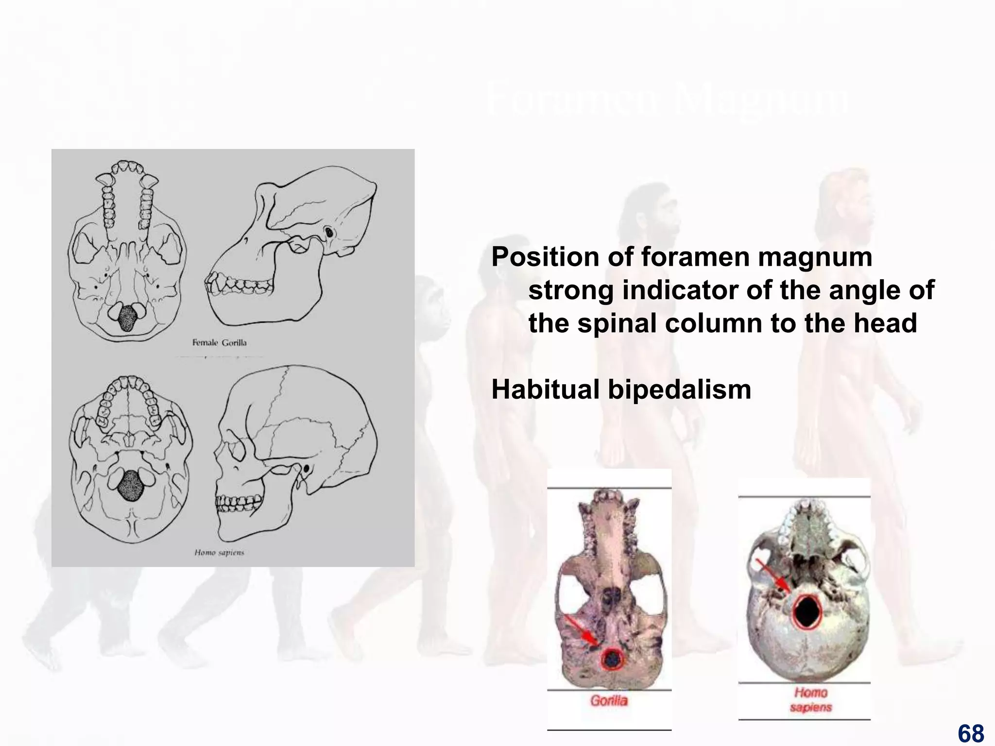 Foramen Magnum
Position of foramen magnum
strong indicator of the angle of
the spinal column to the head
Habitual bipedalism
68
 