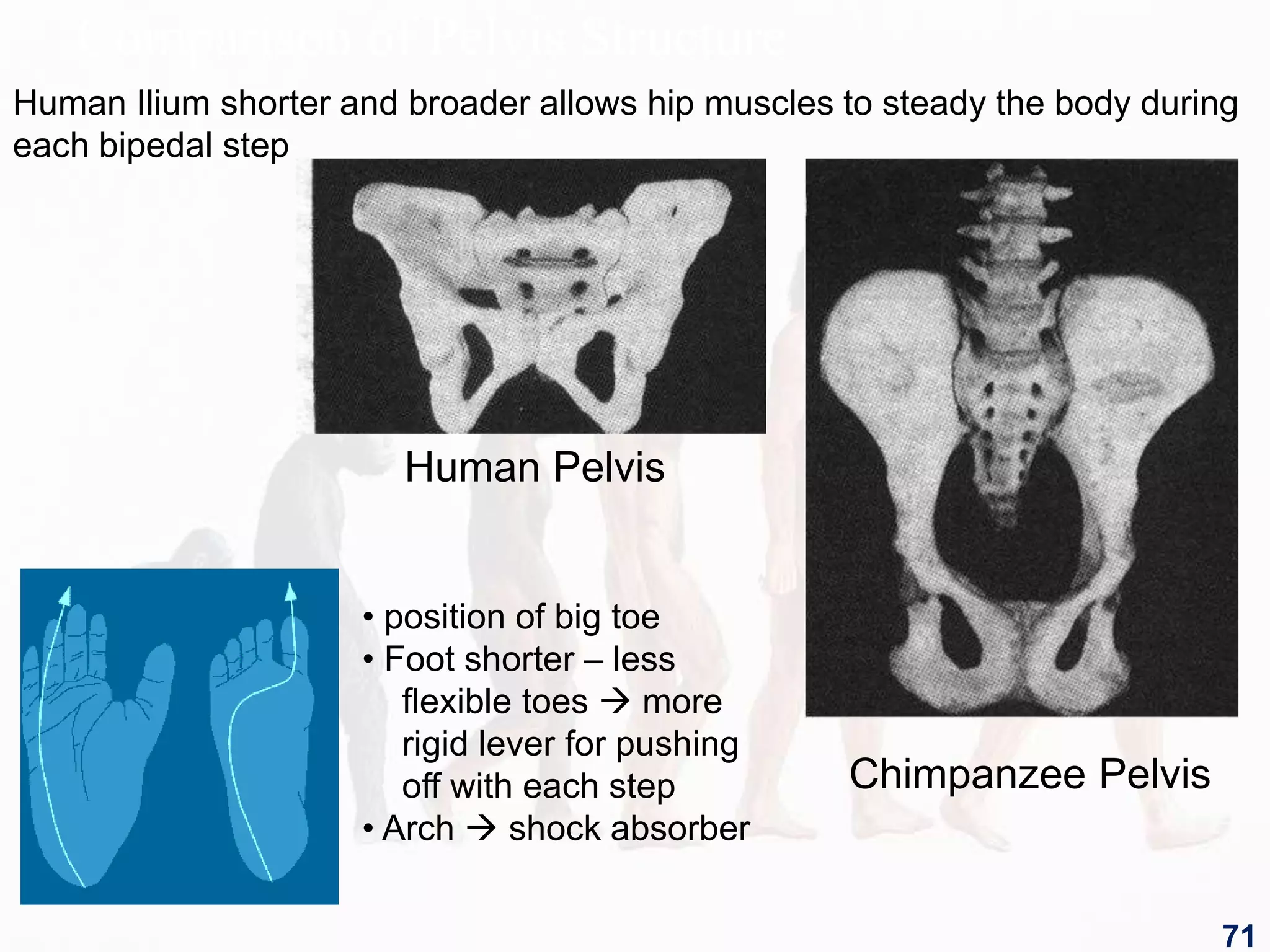 Comparison of Pelvis Structure
Human Pelvis
Chimpanzee Pelvis
• position of big toe
• Foot shorter – less
flexible toes  more
rigid lever for pushing
off with each step
• Arch  shock absorber
Human Ilium shorter and broader allows hip muscles to steady the body during
each bipedal step
71
 