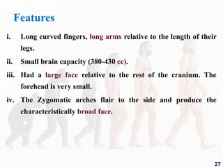 Features
i. Long curved fingers, long arms relative to the length of their
legs.
ii. Small brain capacity (380-430 cc).
iii. Had a large face relative to the rest of the cranium. The
forehead is very small.
iv. The Zygomatic arches flair to the side and produce the
characteristically broad face.
27
 