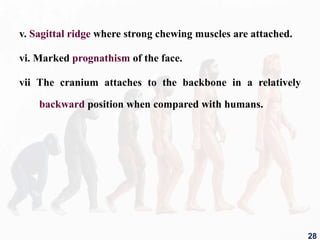 v. Sagittal ridge where strong chewing muscles are attached.
vi. Marked prognathism of the face.
vii The cranium attaches to the backbone in a relatively
backward position when compared with humans.
28
 