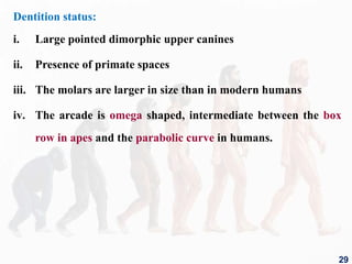 Dentition status:
i. Large pointed dimorphic upper canines
ii. Presence of primate spaces
iii. The molars are larger in size than in modern humans
iv. The arcade is omega shaped, intermediate between the box
row in apes and the parabolic curve in humans.
29
 