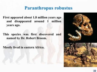Paranthropus robustus
First appeared about 1.8 million years ago
and disappeared around 1 million
years ago.
This species was first discovered and
named by Dr. Robert Broom.
Mostly lived in eastern Africa.
33
 