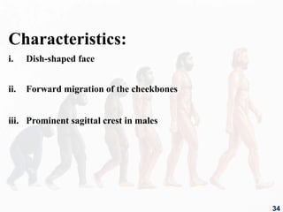 Characteristics:
i. Dish-shaped face
ii. Forward migration of the cheekbones
iii. Prominent sagittal crest in males
34
 