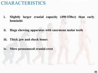 CHARACTERISTICS
i. Slightly larger cranial capacity (490-530cc) than early
hominids
ii. Huge chewing apparatus with enormous molar teeth
iii. Thick jaw and check bones
iv. More pronounced cranial crest
36
 