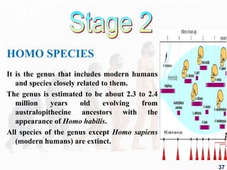 HOMO SPECIES
It is the genus that includes modern humans
and species closely related to them.
The genus is estimated to be about 2.3 to 2.4
million years old evolving from
australopithecine ancestors with the
appearance of Homo habilis.
All species of the genus except Homo sapiens
(modern humans) are extinct.
37
 