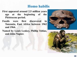 Homo habilis
First appeared around 2.5 million years
ago at the beginning of the
Pleistocene period.
Fossils were first discovered in
Tanzania, East Africa between 1962
and 1964.
Named by Louis Leakey, Phillip Tobias,
and John Napier.
39
 