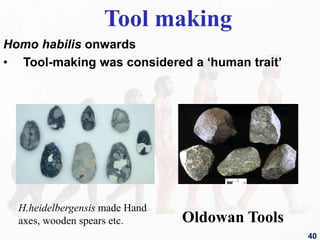 Tool making
Homo habilis onwards
• Tool-making was considered a ‘human trait’
H.heidelbergensis made Hand
axes, wooden spears etc. Oldowan Tools
40
 