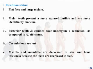 • Dentition status:
i. Flat face and large molars.
ii. Molar teeth present a more squared outline and are more
identifiably modern.
iii. Posterior teeth & canines have undergone a reduction as
compared to A. africanus.
iv. Crenulations are lost
v. Maxilla and mandible are decreased in size and bone
thickness because the teeth are decreased in size.
42
 