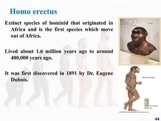 Homo erectus
Extinct species of hominid that originated in
Africa and is the first species which move
out of Africa.
Lived about 1.6 million years ago to around
400,000 years ago.
It was first discovered in 1891 by Dr. Eugene
Dubois.
44
 