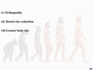vi. Orthognathy
vii. Dental size reduction
viii Greater body size
46
 