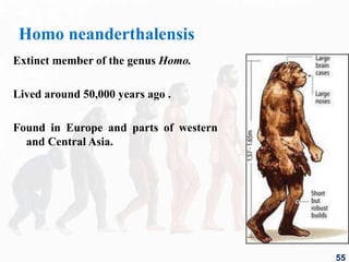Homo neanderthalensis
Extinct member of the genus Homo.
Lived around 50,000 years ago .
Found in Europe and parts of western
and Central Asia.
55
 