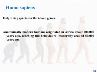 Homo sapiens
Only living species in the Homo genus.
Anatomically modern humans originated in Africa about 200,000
years ago, reaching full behavioural modernity around 50,000
years ago.
56
 