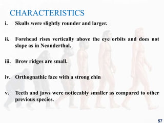 CHARACTERISTICS
i. Skulls were slightly rounder and larger.
ii. Forehead rises vertically above the eye orbits and does not
slope as in Neanderthal.
iii. Brow ridges are small.
iv. Orthognathic face with a strong chin
v. Teeth and jaws were noticeably smaller as compared to other
previous species.
57
 