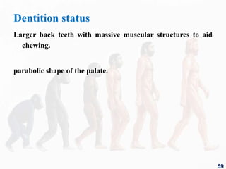 Dentition status
Larger back teeth with massive muscular structures to aid
chewing.
parabolic shape of the palate.
59
 