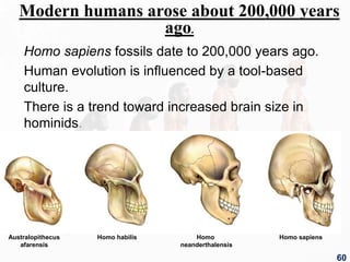 Modern humans arose about 200,000 years
ago.
Homo sapiens fossils date to 200,000 years ago.
Human evolution is influenced by a tool-based
culture.
There is a trend toward increased brain size in
hominids.
Australopithecus
afarensis
Homo habilis Homo
neanderthalensis
Homo sapiens
60
 