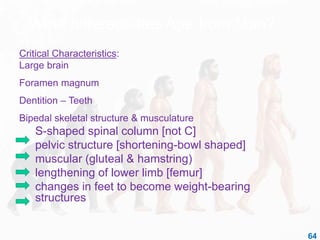 What differentiates Ape from Man?
Critical Characteristics:
Large brain
Foramen magnum
Dentition – Teeth
Bipedal skeletal structure & musculature
S-shaped spinal column [not C]
pelvic structure [shortening-bowl shaped]
muscular (gluteal & hamstring)
lengthening of lower limb [femur]
changes in feet to become weight-bearing
structures
64
 