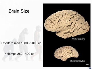 Human vs. Chimp
• chimps 280 - 400 cc
• modern man 1000 - 2000 cc
Brain Size
66
 