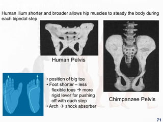 Comparison of Pelvis Structure
Human Pelvis
Chimpanzee Pelvis
• position of big toe
• Foot shorter – less
flexible toes  more
rigid lever for pushing
off with each step
• Arch  shock absorber
Human Ilium shorter and broader allows hip muscles to steady the body during
each bipedal step
71
 