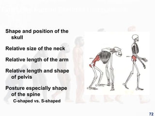 Gorilla vs. Human Skeleton Comparisons
Shape and position of the
skull
Relative size of the neck
Relative length of the arm
Relative length and shape
of pelvis
Posture especially shape
of the spine
C-shaped vs. S-shaped
72
 