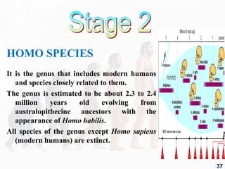 4.human  evolution
