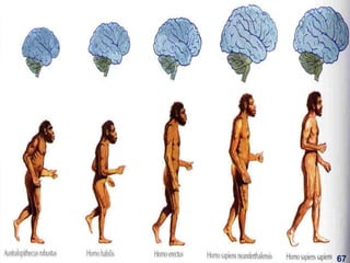 4.human  evolution