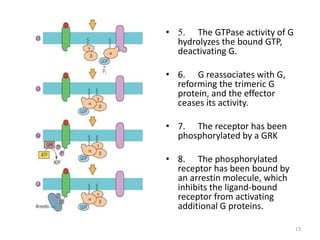 • 5. The GTPase activity of G
hydrolyzes the bound GTP,
deactivating G.
• 6. G reassociates with G,
reforming the trimeric G
protein, and the effector
ceases its activity.
• 7. The receptor has been
phosphorylated by a GRK
• 8. The phosphorylated
receptor has been bound by
an arrestin molecule, which
inhibits the ligand-bound
receptor from activating
additional G proteins.
13
 
