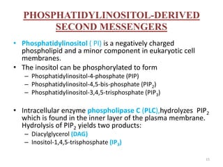 PHOSPHATIDYLINOSITOL-DERIVED
SECOND MESSENGERS
• Phosphatidylinositol ( PI) is a negatively charged
phospholipid and a minor component in eukaryotic cell
membranes.
• The inositol can be phosphorylated to form
– Phosphatidylinositol-4-phosphate (PIP)
– Phosphatidylinositol-4,5-bis-phosphate (PIP2)
– Phosphatidylinositol-3,4,5-trisphosphate (PIP3)
• Intracellular enzyme phospholipase C (PLC),hydrolyzes PIP2
which is found in the inner layer of the plasma membrane.
Hydrolysis of PIP2 yields two products:
– Diacylglycerol (DAG)
– Inositol-1,4,5-trisphosphate (IP3)
15
 