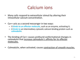Calcium ions
• Many cells respond to extracellular stimuli by altering their
intracellular calcium concentration.
• Ca++ acts as a second messenger in two ways:
– it binds to an effector molecule, such as an enzyme, activating it;
– it binds to an intermediary cytosolic calcium binding protein such as
calmodulin.
• The binding of Ca++ causes profound conformational changes in
calmodulin that increase calmodulin`s affinity for its effector
molecules.
• Calmodulin, when activated, causes contraction of smooth muscles.
21
 