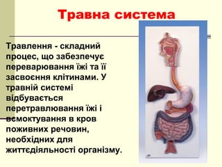 Травна система
Травлення - складний
процес, що забезпечує
переварювання їжі та її
засвоєння клітинами. У
травній системі
відбувається
перетравлювання їжі і
всмоктування в кров
поживних речовин,
необхідних для
життєдіяльності організму.
 