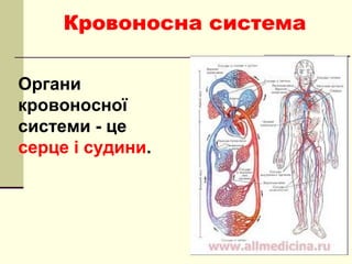 Органи
кровоносної
системи - це
серце і судини.
Кровоносна система
 