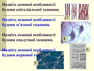 Назвіть основні особливості
будови епітеліальної тканини.
Назвіть основні особливості
будови м’язової тканини.
Назвіть основні особливості
будови сполучної тканини.
Назвіть основні особливості
будови нервової тканини.
1
4
3
2
 