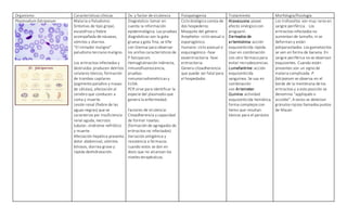 Organismo Características clínicas Dx. y factor de virulencia Fisiopatogenia Tratamiento Morfología/fisiología
Plasmodium falciparum Malaria o Paludismo:
Síntomas de tipo gripal,
escalofríos y fiebre
acompañada de náuseas,
vómitos y diarrea.
“El imitador maligno”
paludismo terciano maligno.
Los eritrocitos infectados y
destruidos producen detritos
celulares tóxicos, formación
de trombos capilares
(pigmento palúdico y masas
de células), afectación al
cerebro que conducen a
coma y muerte.
Lesión renal (fiebre de las
aguas negras) que se
caracteriza por insuficiencia
renal aguda, necrosis
tubular, síndrome nefrótico
y muerte.
Afectación hepática presenta
dolor abdominal, vómitos
biliosos, diarrea grave y
rápida deshidratación.
Diagnóstico: tomar en
cuenta la información
epidemiológica. Las pruebas
diagnósticas son la gota
gruesa y gota fina, se tiñe
con Giemsa para observar
los anillos característicos de
P falciparum.
Hemaglutinación indirecta,
inmunofluorescencia,
pruebas
inmunorradiométricas y
ELISA.
PCR sirve para identificar la
especie del plasmodio que
genera la enfermedad.
Factores de virulencia:
Citoadherencia y capacidad
de formar rosetas.
(formación de agregados de
eritrocitos no infectados)
Variación antigénica y
resistencia a fármacos
cuando estos se dan en
dosis que no alcanzan los
niveles terapéuticos.
Ciclo biológico consta de
dos hospederos:
Mosquito del género
Anopheles -ciclo sexual o
esporogónico.
Humano: ciclo asexual o
esquizogónico -fase
exoeritrocitaria -fase
eritrocitaria.
Genera citoadherencia
que puede ser fatal para
el hospedador.
Atavacuona: posee
efecto sinérgico con
proguanil.
Derivados de
artemisinina: acción
esquizonticida rápida.
Usar en combinación
con otro fármaco para
evitar recrudescencias.
Lumefantrine: acción
esquizonticida
sanguínea. Se usa en
combinación
con Artemeter.
Quinina: actividad
esquizonticida hemática,
forma complejos con
hemo que resultan
tóxicos para el parásito.
Los trofozoítos son muy raros en
sangre periférica. Los
eritrocitos infectados no
aumentan de tamaño, ni se
deforman y están
poliparasitados. Los gametocitos
se ven en forma de banana. En
sangre periférica no se observan
esquizontes. Cuando están
presentes son un signo de
malaria complicada. P.
falciparum se observa en el
borde de la membrana de los
eritrocitos y a esta posición se
denomina “appliquée o
accolée”. A veces se detectan
gránulos rojizos llamados puntos
de Mauer.
 