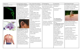 Organismo Características clínicas Dx. y factor de virulencia Fisiopatogenia Tratamiento Morfología/fisiología
Leishmania mexicana
Promastigote
Amastigotes
1) Úlcera de los chicleros o
Leishmaniasis cutánea
localizada (LCL)
generalmente en la piel de
orejas, cara o brazos. Inicia
con mácula en el sitio de la
picadura, pápula, nódulo y
luego de una o dos semanas
crecen y ocurre necrosis en
el centro de la reacción
granulomatosa dando como
resultado la úlcera.
2) Leishmaniasis cutánea
difusa (LCD)inicia con una
pápula en la piel, luego de
varios meses se disemina
por contigüidad o vía
linfática y/o hemática en
toda la piel del organismo
(excepto en cuero cabelludo,
axilas, palmas de manos y
plantas de los pies)
desarrollándose nódulos
hiperpigmentados o placas
con abundantes parásitos.
Diagnóstico: parasitología y
serología. Observación
directa de los parásitos por
raspaje cutáneo, biopsias de
piel en tinción Giemsa,
Wright.
Cultivos NMN, Tobie
modificado por Evan
(EMTM), medio de Grace.
PCR, hibridación de ADN,
sirve para identificar la
especie y subespecie o
cepa.
La prueba cutánea de la
leishmanina
(intradermorreacción de
Montenegro) útil para
leishmaniasis cutánea y
mucocutánea.
Prueba de anticuerpos con
inmunofluorescencia (IFA),
aglutinación directa, ELISA,
FAST, prueba de tira
reactiva K39.
Virulencia:
La destrucción de tejido
está relacionada con la
respuesta inmune más que
a los parásitos presentes en
la lesión.
La reacción inflamatoria
granulomatosa crónica
que varía de acuerdo a la
antigüedad de las
lesiones y los factores
del huésped.
Dermis: neutrófilos.
Epidermis: muestra
hiperqueratosis,
acantosis y atrofia,
ulceración y abscesos
intraepidérmicos.
*Acantosis: metabolismo
alterado de la piel que
produce engrosamiento
en la capa córnea.
Glucantime y
Pentostam.
Vacunas están en
evaluación.
3) Leishmaniasis
mucocutánea (LMC)
poco frecuente en
México.
4) Leishmaniasis visceral
(LV) o Kala-azar: fiebre
intermitente, malestar
general, pérdida de
peso, anorexia,
pancitopenia,
esplenomegalia,
hepatomegalia y
linfadenopatía. Casos
avanzados:
oscurecimiento de piel,
caquexia y pelo
quebradizo. Neumonía,
diarrea
mucosanguinolenta y
tuberculosis pulmonar
son a menudo causas
directas de muerte.
Presenta dos formas replicativas:
amastigote y promastigote.
Las leishmaniosis son zoonosis y
en México, causadas por
flebótomo del género Lutzomyia.
Vector cubierto de pelos,
produce picadura dolorosa, su
saliva entra al torrente
sanguíneo del hospedero.
La epidemiología se puede
definir en 3 ciclos:
a) ciclo de transmisión en
animales salvajes.
b) ciclo de transmisión en
animales domésticos.
c) ciclo de transmisión humana.
La leishmaniosis visceral y
cutánea se lleva a cabo por el
vector de un hombre a otro.
 