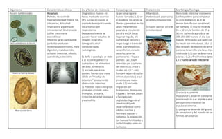 Organismo Características clínicas Dx. y factor de virulencia Fisiopatogenia Tratamiento Morfología/fisiología
Ascaris lumbricoides Ascariasis.
Pulmón: reacción de
hipersensibilidad: fiebre, tos,
sibilancias, dificultad
respiratoria y quemazón
retroesternal. Síndrome de
Löffler (neumonía
eosinofílica)
Intestino: gran cantidad de
parásitos producen
molestias abdominales, mala
digestión, malabsorción,
oclusión intestinal, vólvulo,
apendicitis, colecistitis.
Diagnóstico: huevos en
heces mediante examen
CPS. Larvas en esputo o
aspirado bronquial cuando
los síntomas son
respiratorios.
Excepcionalmente se
pueden hacer estudios de
imagen: ecografía,
tomografía axial
computarizada,
radiológicas.
EL daño o patología se debe
a 1) acción expoliatriz o
sustractora: se alimentan
del bolo alimenticio.
2) accioón mecánica:
pueden formar una masa
sólida en “madeja de
estambre” produciendo
obstrucción intestinal
3) Procesos toxico alérgicos:
producen crisis de asma
bronquial, urticaria,
irritación del árbol bronquial
y eosinofilia.
La persona ingiere
huevos larvados (L3), en
el duodeno las larvas se
liberan y penetran en los
vasos mesentéricos
pasando a circulación
portal y en 24 horas
llegan al hígado, ahí
aumenta de tamaño y
migra luego a través de
venas suprahepáticas,
cava inferior, corazón
derecho, arterias
pulmonares y llega al
pulmón. Las L3 son
retenidas por capilares
del intersticio, crece y
mudan a L4 (1.5 cm)
Rompen la pared capilar
entran al alvéolo y aquí
presenta una nueva
muda (L5) iniciando
migración por
bronquiolos, bronquios,
tráquea y laringe, pasan
a faringe y son
deglutidas llegando al
intestino delgado
desarrollándose como
adultos machos y
hembras, copulan y
comienza la oviposición.
Los huevos fertilizados y
no fertilizados salen en
las heces.
Albendazol,
mebendazol, piperazina,
pirantel y nitazoxanida.
Oclusión parcial: pirantel
o mebendazol.
Nematodo intestinal monoxeno
(un hospedero para completar
su ciclo biológico), es el de
mayor tamaño que parasita al
ser humano. El macho mide de
15 a 30 cm; la hembra de 35 a
30 cm. La hembra produce de
200-250 000 huevos al día. Los
huevos fertilizados que salen con
las heces son inmaduros, 10 a 12
días después de depositado en el
suelo se desarrolla una larva tipo
rabditoide (L1) que se desarrolla
a larva 2 (L2) y finalmente a larva
L3 o huevo larvado infectante
Gracias a su potente
musculatura, están en constante
movimiento lo que impide que el
peristaltismo intestinal las
expulse al exterior.
La patogenia depende del grado
de parasitosis y del estadío de las
formas parasitarias.
 