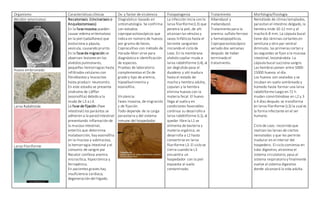 Organismo Características clínicas Dx. y factor de virulencia Fisiopatogenia Tratamiento Morfología/fisiología
Necátor americanus
Huevo embrionado
Larva Rabditoide
Larva Filariforme
Necatoriasis. (Uncinariasis o
Anquilostomiasis)
En la faseinvasiva pueden
causar edema eritematoso
en la piel (sabañones) que
evoluciona a pápula,
vesícula, causando prurito.
En la fasede migración se
observan lesiones en los
alvéolos pulmonares,
pequeñas hemorragias hasta
infiltrados celulares con
fibroblastos y leucocitos
hasta producir neumonitis.
En este estadío se presenta
síndrome de Löffler
(eosinofilia) debido a la
muda de L3 a L4.
La fase de fijación (fase
intestinal) los parásitos se
adhieren a la pared intestinal
presentando inflamación de
la mucosa intestinal,
enteritis que determina
malabsorción, hay eosinofilia
en la mucosa y submucosa,
la hemorragia intestinal y el
consumo de sangre por
Necator conlleva anemia
microcítica, hipocrómica y
ferropénica.
En pacientes graves hay
insuficiencia cardiaca,
degeneración del hígado.
Diagnóstico: basado en
sintomatología. Se confirma
con estudios
coproparasitoscópicos que
indica en número de huevos
por gramo de heces.
Coprocultivo con método de
Harada-Mori sirve para
diagnóstico e identificación
de especies.
Pruebas de laboratorio
complementan el Dx de
grado y tipo de anemia,
hipoalbuminemia y
eosinofilia.
Virulencia:
Fases invasiva, de migración
y de fijación.
Todo depende de la carga
parasitaria y del sistema
inmune del hospedador.
La infección inicia con la
larva filariforme(L3) que
penetra la piel, de ahí
alcanzan las vénulas y
vasos linfáticos hasta el
torrente sanguíneo
iniciando el ciclo de
Loos. En la membrana
alvéolo capilar muda a
larva rabditiforme (L4), al
ser deglutida pasa al
duodeno y ahí madura
hasta el estado de
macho y hembra adulta,
copulan y la hembra
elimina huevos con la
materia fecal. El huevo
llega al suelo y en
condiciones favorables
continua su desarrollo a
larva rabditiforme (L1), al
quedar libre la L1 se
alimenta de bacteria y
materia orgánica, se
desarrolla a L2 hasta
convertirse en larva
filariforme L3. El ciclo se
cierra cuando la L3
encuentra un
hospedador con la piel
expuesta al suelo
contaminado.
Albendazol y
mebendazol.
Tratamiento para la
anemia: sulfato ferroso
y hematopoyéticos.
Coproparasitoscópico
seriado dos semanas
después de haber
terminado el
tratamiento.
Nemátodo de climas templados,
parasitan el intestino delgado, la
hembra mide 10-12 mm y el
macho 6-8 mm. La cápsula bucal
tiene dos láminas cortantes en
semiluna y otro par ventral
diminuto, las primeras cortan y
las segundas se fijan a la mucosa
intestinal, lesionándola. La
cápsula bucal succiona sangre.
Las hembras ponen entre 5000-
15000 huevos al día.
Los huevos son ovalados y se
incuban en suelo sombreado y
húmedo hasta formar una larva
rabditiforme luego en 72 h
mudan convirtiéndose en L2 y 3
a 4 días después se transforma
en larva filariforme (L3) la cual es
la forma infectante en el ser
humano.
Ciclo de Loos: recorrido que
realizan las larvas de ciertos
nematodos y que les permite
madurar en el interior del
hospedero. El ciclo comienza en
tubo digestivo, atraviesa el
sistema circulatorio, pasa al
sistema respiratorio y finalmente
vuelve al sistema digestivo
donde alcanzará la vida adulta.
 