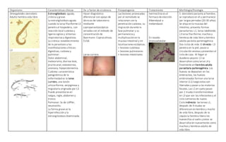 Organismo Características clínicas Dx. y factor de virulencia Fisiopatogenia Tratamiento Morfología/fisiología
Strongyloides stercolaris
Adulto hembra vida libre
L3
Estrongiloidosis: aguda,
crónica y grave.
La estrongiloidosis aguda
cuando la larva filariforme L3
penetra al hospedero, con
reacción local cutánea y
ligeros signos y síntomas
respiratorios y digestivos.
La crónica: establecimiento
de la parasitosis y las
manifestaciones clínicas:
digestivas, cutánea y
pulmonar.
Dolor abdominal,
meteorismo, diarrea leve,
prurito anal, esteatorrea,
anorexia, hipoproteinemia.
Cutánea: característica
patognómica de la
enfermedad es la larva
currens, una lesión
urticariforme, serpiginosa y
migratoria originada por L3.
Puede presentarse en
nalgas, ingle, abdomen y
tronco.
Pulmonar: Sx de Löffler,
neumonitis.
La forma grave es la
hiperinfección y la
estrongiloidosis diseminada.
Hacer diagnóstico
diferencial con apoyo de
técnicas de laboratorio
mediante
coproparasitoscópicos
seriados con el método de
concentración de
Baermann. Coprocultivos.
ELISA
Larva currens
Las lesiones provocadas
por el nemátodo se
relacionan con la
penetración cutánea, su
migración durante la
fase pulmonar y su
permanencia y
multiplicación en la
mucosa intestinal y en
localizaciones ectópicas.
+ lesiones cutáneas
+ lesiones pulmonares
+ lesiones intestinales
Ivermectina es el
fármaco de elección.
Albendazol o
mebendazol.
En lavado
broncoalveolar
S. stercolaris parasita al hombre,
se reproduce en él y permanece
por largos períodos (20-30 años)
Se aloja en la mucosa del
intestino, presenta formas
parasitarias: L1, larva rabditoide;
L3 larva filariforme; machos y
hembras de vida libre y hembra
adulta parásita partenogénica.
Dos ciclos de vida: El directo- L3
penetra en la piel, pasan a
circulación venosa y presentan el
ciclo de Loos. Al llegar al
duodeno-yeyuno L3 se
desarrollan como larva L4 y
finalmente en hembra adulta
parasitaria partenogénica. Los
huevos se depositan en los
enterocitos, los huevos
embrionados forman una larva
interior (L1) luego estas son
liberadas y pasan a las materias
fecales. Las L1 en suelo pasan
por 2 mudas transformándose
en L3 que son las infectantes y el
ciclo comienza de nuevo.
Ciclo indirecto- las larvas L1,
después de 4 mudas se
diferencian en hembra y macho
de vida libre, después de la
cópula la hembra libera los
huevecillos al suelo y estos se
desarrollarán nuevamente como
machos y hembras adulto de
vida libre.
 