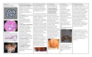 Organismo Características clínicas Dx. y factor de virulencia Fisiopatogenia Tratamiento Morfología/fisiología
Onchocerca volvulus
Micrifilaria en huevo (útero)
Oncocercoma
Microfilaria
Adultos
Oncocercosis (ceguera de los
ríos) Presenta un amplio
espectro de manifestaciones
cutáneas, oculares y
linfáticas. Período de
incubación de 6 meses a 1
año.
La queratitis es desencadena
por la presencia de
Wolbachia.
Los neutrófilos son los
responsables del daño
corneal que conduce a la
ceguera.
La dermatitis oncocerciásica:
rash papular prurítico,
inflamatorio o alérgico con
enrojecimiento, edema,
irritación e hipertermia
localizados. La Mf migran
constantemente
ocasionando pérdida de
elasticidad cutánea (fascies
leonina). Hay paquidermitis.
Lesiones oculares: Si muere
el parásito se observa
conjuntivitis extensa con
hiperemia, quemosis y
edema palpebral.
La linfadenopatía leve o
moderada en regiones
inguinal y femoral
predisponen a la aparición
de hernias.
Inmunodiagnóstico con
antígenos, métodos de
fijación del complemento,
hemaglutinación indirecta,
electroforesis y ELISA.
En el nódulo las hembras y
machos copulan, los machos
pueden desplazarse a otros
nódulos y repetir la
reproducción. La hembra
produce entre 500-1500 Mf
diariamente, las Mf
abandonan el útero y luego
el nódulo, se diseminan por
la piel para estar disponibles
para la alimentación de los
vectores, dentro de estos la
Mf pasan al intestino medio,
migran al hemocele y
músculos torácicos, donde
mudan 3 veces y se
desarrolla a estadíos
larvarios (L1, L2 y L3) las L3
abandonan los músculos
torácicos y se desplazan a la
parte bucal del vector
donde maduran y luego son
depositadas en la piel
lacerada de una persona
Se transmite por el
vector Simulium spp
Triada sintomática:
nódulos subcutáneos,
lesiones de la piel y
lesiones oculares
El simulium rompe la
piel produciendo un
“pozo”, las microfilarias
queda en el pozo y se
mezclan con la sangre y
saliva del vector.
Depositadas migran por
la piel, el tejido linfático,
mudan 2 veces
alcanzando la etapa
adulta entre 12-15
meses, los parásitos son
encapsulados en nódulos
fibrosos subcutáneos
donde puede vivir de 8-
16 años, también se les
encuentra en linfáticos,
partes del ojo, LCR,
hígado, riñón.
El tratamiento de
elección es la
ivermectina.
Los oncocercomas se
extirpan con cirugía.
La terapia anti-
Wolbachia por medio
del uso de antibióticos
como doxiciclia,
tetraciclina, rifampicina,
azitromicina y
cloranfenicol.
Las larvas mueren en
aguas estancadas si
permanecen entre 10-
24 h.
Mosca negra (Simulium
ochraceum)
La oncocercosis es la 2ª
causa de ceguera a
escala mundial, después
del tracoma según la
OMS
Los gusanos adultos son
filiformes, el macho mide 2-5 cm
y la hembra 45-65 cm (vive entre
12-15 años), es ovovivípara,
libera microfilarias (Mf)móviles
en lugar de huevos. Los adultos
viven en nódulos fibrosos u
oncocercomas subcutáneos, se
pueden adherir al periostio.
Las microfilarias de O. volvulus
carece de polo excretor, vaina en
el extremo cefálico.
Wolbachia pipientis es una
bacteria celular, endosimbionte
y se encuentra en la pared del
cuerpo de O. volvulus.
Dado que Wolbachia reduce la
sensibilidad del mosquito Aedes
aegypti al virus del dengue, se ha
propuesto introducirla en
poblaciones salvajes de este
insecto para reducir la incidencia
de esta enfermedad en las
personas
 
