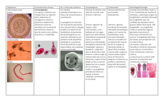 Organismo Características clínicas Dx. y factor de virulencia Fisiopatogenia Tratamiento Morfología/fisiología
Hymenolepis nana
Huevo
Cisticercoides
Adulto
Himenolepiasis.
Los signos y síntomas son
inespecíficos, se reportan
dolor abdominal en
mesogastrio, enteritis,
hiporexia, meteorismo,
flatulencia y diarrea
periódica con aumento de
peristaltismo intestinal,
prurito nasal y anal, cefalea,
bruxismo e irritabilidad.
Dx: estudios
coproparasitoscópicos en
fresco, de concentración y
cuantitativos.
La patogenia se relaciona
con el grado de parasitosis.
Una reacción tóxico-alérgica
se debe a la absorción de
metabolitos provenientes
del parásito generan una
reacción inflamatoria con
predominio de eosinófilos
(hospedero) y productos
líticos del embrión lo que
desencadena una respuesta
inmune acentuada.
Parasita el intestino. Dos
tipos de ciclos de vida:
directo e indirecto.
Directo: ingestión de
huevos, estan
embrionados, al ser
bañados por los jugos
gástricos y sales biliares
reblandecen la pared del
huevo, el embrión
penetra las vellosidades
del epitelio intestinal del
hospedador (yeyuno y
duodeno). Luego de 5
días se desarrolla a fase
larvaria o cisticercoide, el
cisticercoide sale a la luz
intestinal y migra al íleon
donde se fija a la pared
abdominal con la ayuda
de sus ventosas y
rostelo. Los progótidos
grávidos excretan sus
huevos al lumen
intestinal y se eliminan
en las heces.
Fármaco de elección:
prazicuantel.
Nitazoxanida.
Indirecto: igestion
accidental de animales
infectados (escarabajos,
pulgas) con huevos de
Hymenolepis, estos
animales infectados
liberan la oncosfera en
el intestino del insecto,
de ahí se mueven al
hemocele donde se
desarrollan al estado
cisticercoide. Luego los
cisticercoides migran
hacia el íleon ahí se
evaginan, se fijan con su
escólex y comienza el
desarrollo del estadío
adulto en el hospedero.
Cestodo hermafrodita, mide 2 a
4 cm. Constituido por escólex (4
ventosas), cuello (aquí surgen los
proglótidos) y estróbilo (formado
por proglótidos que son
unidades de reproducción) el
gusano adulto tiene aprox. 200
proglótidos. Los proglótidos
maduros presentan órganos
genitales masculinos (3
testículos) y femeninos (un
ovario). El proglótido está lleno
de huevos que se expulsan con
la materia fecal.
Los huevos contienen una
oncosfera o embrión hexacanto
encerrado en el embrióforo.
Tiene membranas: externa e
interna.
La fase larvaria o cisticercoide
presenta los organelos que
constituirán al adulto.
 