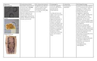 Organismo Características clínicas Dx. y factor de virulencia Fisiopatogenia Tratamiento Morfología/fisiología
Taenia saginata
Escólex
Proglótido grávido
No produce cisticercosis en
humanos, pero sí teniasis.
La teniasis no es una
enfermedad grave,
principalmente asintomática.
Malestar abdominal con
diarrea o estreñimiento,
epigastralgias, sensación de
hambre, flatulencia, pérdida
de peso y prurito anal.
Diagnóstico por Western
blot con especificidad y
sensibilidad variable:
>3 cisticercos=100 y 98%
1 o 2= 65%
Tiene dos huéspedes:
humanos (definitivo) y
ganado vacuno
(intermediario)
La infección inicia con
ingerir carne mal cocida.
Masticación, sales
biliares y proteasas
digestivas destruyen la
vesícula de cisticerco
inducen la salida del
escólex que luego se fija
a la pared intestinal del
yeyuno por medio de las
ventosas, se convierte en
adulto, los proglótidos
empiezan a liberar
huevos que se eliminan
junto con la materia
fecal.
Praziquantel y
albendazol.
Cestodo hermafrodita, mide 5 a
10 m Constituido por escólex (4
ventosas sin rostelo), cuello
delgado que se continua con
estróbilo (formado por
proglótidos o segmentos
->2000- unidades reproductivas
independientes) que tiene
algunos testículos y un ovario
bilobulado. 14 a 32 ramas
uterinas. El parásito adulto libera
a la luz intestinal >50,000 huevos
por proglótido.
Cisticerco o metacestodo
vesícula translúcida. Posee 4
ventosas sin rostelo. Obtiene sus
nutrientes por difusión facilitada
a través de la pared vesicular.
Tiene la capacidad de
permanecer durante años en los
tejidos del hospedero.
Los huevos son esféricos,
contiene un embrión hexacanto
u oncosfera rodeado de un
embrióforo. Los huevos de
Taenia spp son
morfológicamente
indistinguibles.
 