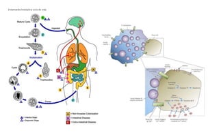 Entamoeba histolytica ciclo de vida
 