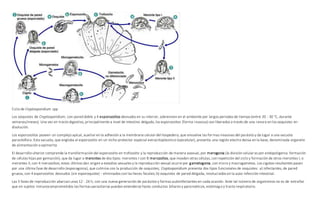 Ciclo de Cryptosporidium spp
Los ooquistes de Cryptosporidium, con pared doble y 4 esporozoítos desnudos en su interior, sobreviven en el ambiente por largos periodos de tiempo (entre 20 - 30 °C, durante
semanas/meses). Una vez en tracto digestivo, principalmente a nivel de intestino delgado, los esporozoítos (forma invasiva) son liberados a través de una ranura en los ooquistes en
disolución.
Los esporozoítos poseen un complejo apical, auxiliar en la adhesión a la membrana celular del hospedero, que envuelve las formas invasivas del parásito y da lugar a una vacuola
parasitófora. Esta vacuola, que engloba al esporozoíto en un nicho protector especial extracitoplásmico (epicelular), presenta una región electro densa en la base, denominada organelo
de alimentación o epimerita
El desarrollo ulterior comprende la transformación del esporozoíto en trofozoíto y la reproducción de manera asexual, por merogonia (la división celular es por endopoligenia: formación
de células hijas por gemación), que da lugar a merontes de dos tipos: merontes I con 8 merozoítos, que invaden otras células, con repetición del ciclo y formación de otros merontes I, o
merontes II, con 4 merozoítos; estos últimos dan origen a estadios sexuales y la reproducción sexual ocurre por gametogonia, con micro y macrogametos. Los cigotos resultantes pasan
por una última fase de desarrollo (esporogonia), que culmina con la producción de ooquistes; Cryptosporidium presenta dos tipos funcionales de ooquistes: a) infectantes, de pared
gruesa, con 4 esporozoítos desnudos (sin esporoquiste) - eliminados con las heces fecales; b) ooquistes de pared delgada, involucrados en la auto-infección intestinal.
Las 3 fases de reproducción abarcan unas 12 - 24 h, con una nueva generación de parásitos y formas autoinfectantes en cada ocasión. Ante tal número de organismos no es de extrañar
que en sujetos inmunocomprometidos las formas parasitarias puedan extenderse hasta conductos biliares y pancreáticos, estómago y tracto respiratorio.
 