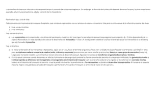 La autoinfección interna e infección crónica se explican por la sucesión de ciclos esquizogónicos. Sin embargo, la duración de la infección depende de varios factores, los más importantes
asociados a la inmunocompetencia, edad y nutrición de los hospederos.
Plasmodium spp, ciclo de vida:
Todo comienza con la picadura del mosquito Anopheles, que introduce esporozoítos con su saliva en el sistema circulatorio. Esta parte o ciclo asexual de la infección presenta dos fases:
1) Fase extraeritrocítica
2) Fase eritrocítica
Fase extraeritrocítica:
a) Los esporozoítos son transportados a las células del parénquima hepático. Ahí tiene lugar la reproducción asexual (esquizogonia) que dura entre 8 y 25 días dependiendo de la
especie Plasmodium. En esta reproducción asexual se desarrollan los merozoítos. P. vivax y P. ovale pueden establecer una fase latente en la que los merozoítos no se dividen y
que son llamados hipnozoítos.
Fase eritrocítica:
a) Se inicia la liberación de los merozoítos o hipnozoítos, según sea el caso, hacia el torrente sanguíneo, ahí se unen a receptores específicos de los eritrocitos y penetran en ellos
para multiplicarse mediante una serie de estadios (anillo, trofozoíto, esquizonte) que terminan por hacer estallar el eritrocito y liberar un nuevo grupo de merozoítos (hasta 24),
luego cada merozoíto invadirá a un eritrocito e iniciará otro ciclo de desarrollo asexual. Algunos merozoítos se transforman en gametocitos machos y hembras.
b) El ciclo sexual comienza cuando Anopheles se infecta al alimentarse de sangre que contiene las formas sexuales del parásito de una persona infectada, los gametocitos macho y
hembra ingeridos se diferencian en microgametos o macrogametos en el intestino del mosquito y ahí ocurre la fecundación y los cigotos se transforman en oocinetos móviles,
todavía en el intestino del mosquito el parásito cruza la pared intestinal en la pared externa y forma ooquistes, en donde se desarrollan los esporozoítos. Al romperse el ooquiste
maduro, migran a las glándulas salivales del mosquito y permanecen ahí cuando el mosquito se alimenta de nuevo en otra persona.
 