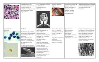 Trofozoito cefalea, vómito, crisis
convulsiva, alteraciones de
conducta, signos de
irritación meníngea y si no se
detecta a tiempo puede
llegar a morir.
El uso de lentes de contacto
es un factor de
predisposición a la
infección.
queratitis herpética,
fúngica o
micobacteriana.
Filtración y cloración de
agua; no nadar con
lentes de contacto ni
dormir con ellos
puestos, utilizar el
líquido sanitizante
correspondiente.
tienen una sola pared y revierten
a la forma de trofozoíto cuando
las condiciones son más
favorables.
Giardia lambia
trofozoíto
Quiste
Giardiasis.
Desde estado de portador
asintomático, diarrea leve y
hasta síndrome de mala
absorción.
Incluye: diarrea, dolor
abdominal, flatulencia,
anorexia, vómitos, pérdida
de peso y decaimiento
general.
En casos severos aparece
síndrome de mala absorción.
Diagnóstico por microscopía
óptica de los quistes en
heces en fresco,
concentración con
formalina, acetato de etilo,
sulfato de zinc o metilato-
yodo-formalina.
Aspirado y biopsia
duodenal.
Detección de antígenos
ELISA. PCR y sondas DNA y
RNA del parásito.
El enquistamiento inicia
cuando los trofozoítos
detectan el proceso de
deshidratación que ocurre
en el intestino.
Una dosis de entre 10-50
quistes provocan la
infección.
Período de incubación
entre 1-4 semanas.
7 fenotipos (A a G), del
cual A y B afectan al
hombre.
La giardiasis es endémica
en México.
Se transmite por vía
fecal-oral o anal-oral.
Derivados de
Metronidazol y
Nitazoxanida.
Alternativas:
furazolidona, tinidazol,
paramomicina,
albendazol o quinacrina.
Ciclo de vida: trofozoíto y quiste,
prolifera en el intestino delgado.
Estructura tubular (axostilo), 4
pares de flagelos, presenta un
disco ventral que sirve para
adherirse a la superficie del
epitelio intestinal. Los
trofozoítos tienen dos núcleos
ovoides sin nucléolo.
 