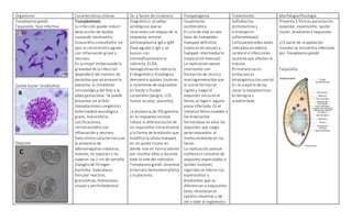 Organismo Características clínicas Dx. y factor de virulencia Fisiopatogenia Tratamiento Morfología/fisiología
Toxoplasma gondii
Taquizoíto: fase infectiva
Quiste tisular: bradizoítos
Ooquiste
Toxoplasmosis.
La infección puede inducir
destrucción de tejidos
causando neumonitis,
miocarditis o encefalitis, en
ojos la corioretinitis aguda
con inflamación grave y
necrosis.
En la mujer embarazada la
gravedad de la infección
dependerá del número de
parásitos que atraviesan la
placenta, la inmadurez
inmunológica del feto y la
edad gestacional. Se puede
presentar en el feto
(toxoplasmosis congénita)
enfermedad neurológica
grave, hidrocefalia,
calcificaciones,
retinocoroiditis con
inflamación y necrosis.
Dato clínico característico es
la presencia de
adenomegalias indoloras,
móviles, no supuran y no
superan los 2 cm de tamaño.
(Ganglio de Piringer-
Kuchinka: hiperplasia
folicular reactiva,
granulomas, histiocitosis
sinusal y perilinfadenitis)
Diagnóstico: pruebas
serológicas que se
relacionan con etapas de la
respuesta inmune:
antitoxoplasma IgA e IgM
(fase aguda) e IgG y se
buscan con
Inmunofluorescencia
indirecta, ELISA,
hemaglutinación indirecta.
El diagnóstico histológico
demuestra quistes tisulares
o raramente de taquizoítos
en tejido o fluidos
corporales (sangre, LCR,
humor acuoso, placenta)
La presencia de IFN-gamma
en la respuesta inmune
induce la diferenciación de
los taquizoítos intracelulares
a la forma de bradizoíto que
modifica la célula huésped
en un quiste tisular en
donde vive en forma latente
por muchos años o durante
toda la vida del individuo.
Toxoplasma gondii atraviesa
la barrera hematoencefálica
y la placenta.
Usualmente
asintomática.
El ciclo de vida en dos
tipos de huéspedes:
Huésped definitivo
(replicación sexual) y
huésped intermediario
(replicación Asexual)
La replicación sexual
(merozoíto con
formación de micro y
macrogametocitos que
al unirse forman el
cigoto y luego el
ooquiste) inicia en el
felino, al ingerir alguna
presa infectada. En el
intestino felino invaden a
los enterocitos
formándose en ellos los
ooquistes que luego
serán expuestos al
medio ambiente en las
heces.
La replicación asexual
conlleva el consumo de
ooquistes esporulados o
quistes tisulares,
ingeridos se liberan los
esporozoítos y
bradizoítos que se
diferencian a taquizoítos
estos atraviesan el
epitelio intestinal y de
ahí a todo el organismo.
Sulfadiacina,
primetamina y
trimetoprim-
sulfametoxazol.
Corticoesteroides están
indicados en edema
cerebral e infecciones
oculares que afectan la
mácula.
Pirimetamina en
embarazo es
teratogénica (no usarla)
En la mayoría de los
casos la toxoplasmosis
es benigna y
autolimitada.
Presenta 5 formas parasitarias:
ooquiste, esporozoíto, quiste
tisular, bradizoíto y taquizoíto.
1/3 parte de la población
mundial se encuentra infectada
por Toxoplasma gondii.
Taquizoíto.
 