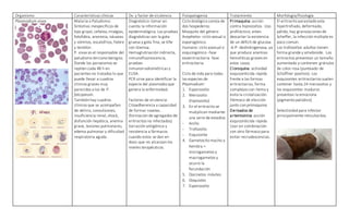 Organismo Características clínicas Dx. y factor de virulencia Fisiopatogenia Tratamiento Morfología/fisiología
Plasmodium vivax Malaria o Paludismo:
Síntomas inespecíficos de
tipo gripal, cefalea,mialgias,
fotofobia, anorexia, náuseas
y vómitos, escalofríos, fiebre
y temblor.
P. vivax es el responsable del
paludismo terciano benigno.
Donde los paroxismos se
repiten cada 48 h en
pacientes no tratados lo que
puede llevar a cuadros
clínicos graves muy
parecidos a los de P.
falciparum.
También hay cuadros
clínicos que se acompañan
de delirio, convulsiones,
insuficiencia renal, shock,
disfunción hepática, anemia
grave, lesiones pulmonares,
edema pulmonar y dificultad
respiratoria aguda.
Diagnóstico: tomar en
cuenta la información
epidemiológica. Las pruebas
diagnósticas son la gota
gruesa y gota fina, se tiñe
con Giemsa.
Hemaglutinación indirecta,
inmunofluorescencia,
pruebas
inmunorradiométricas y
ELISA.
PCR sirve para identificar la
especie del plasmodio que
genera la enfermedad.
Factores de virulencia:
Citoadherencia y capacidad
de formar rosetas.
(formación de agregados de
eritrocitos no infectados)
Variación antigénica y
resistencia a fármacos
cuando estos se dan en
dosis que no alcanzan los
niveles terapéuticos.
Ciclo biológico consta de
dos hospederos:
Mosquito del género
Anopheles -ciclo sexual o
esporogónico.
Humano: ciclo asexual o
esquizogónico -fase
exoeritrocitaria -fase
eritrocitaria.
Ciclo de vida para todas
las especies de
Plasmodium:
1. Esporozoíto
2. Merozoíto
(hipnozoíto)
3. En el eritrocito se
mutiplican mediante
una serie de estadios
- Anillo
- Trofozoíto
- Esquizonte
4. Gametocito macho y
hembra =
microgametos y
macrogametos y
ocurre la
fecundación
5. Oocinetos móviles
6. Ooquistes
7. Esporozoíto
Primaquina: acción
contra hipnozoítos. Uso
profiláctico; antes
descartar la existencia
de un déficit de glucosa
-6-P- deshidrogenasa, ya
que produce anemias
hemolíticas graves en
estos casos.
Cloroquina: actividad
esquizonticida rápida
frente a las formas
eritrocitarias, forma
complejos con hemo y
evita la cristalización.
Fármaco de elección
junto con primaquina.
Derivados de
artemisinina: acción
esquizonticida rápida.
Usar en combinación
con otro fármaco para
evitar recrudescencias.
El eritrocito parasitado esta
hipertrofiado, deformado,
pálido, hay granulaciones de
Scheffer, la infección múltiple es
poco común.
Los trofozoítos adultos tienen
forma grande y amebioide. Los
eritrocitos presentan un tamaño
aumentado y contienen gránulos
de color rosa (punteado de
Schüffner positivo). Los
esquizontes eritrocitarios suelen
contener hasta 24 merozoítos y
los esquizontes maduros
presentan la emociona
(pigmento palúdico).
Selectividad para infectar
principalmente reticulocitos.
 