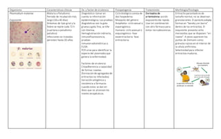 Organismo Características clínicas Dx. y factor de virulencia Fisiopatogenia Tratamiento Morfología/fisiología
Plasmodium malariae
Esquizonte
Malaria o Paludismo:
Periodo de incubación más
largo (18 a 40 días)
Síntomas de tipo grial y la
fiebre se repite cada 72 h
(cuartana o paludismo
palúdico)
Infecciones no tratadas
persisten hasta 20 años.
Diagnóstico: tomar en
cuenta la información
epidemiológica. Las pruebas
diagnósticas son la gota
gruesa y gota fina, se tiñe
con Giemsa.
Hemaglutinación indirecta,
inmunofluorescencia,
pruebas
inmunorradiométricas y
ELISA.
PCR sirve para identificar la
especie del plasmodio que
genera la enfermedad.
Factores de virulencia:
Citoadherencia y capacidad
de formar rosetas.
(formación de agregados de
eritrocitos no infectados)
Variación antigénica y
resistencia a fármacos
cuando estos se dan en
dosis que no alcanzan los
niveles terapéuticos.
Ciclo biológico consta de
dos hospederos:
Mosquito del género
Anopheles -ciclo sexual o
esporogónico.
Humano: ciclo asexual o
esquizogónico -fase
exoeritrocitaria -fase
eritrocitaria.
Derivados de
artemisinina: acción
esquizonticida rápida.
Usar en combinación
con otro fármaco para
evitar recrudescencias.
Eritrocito parasitado es de
tamaño normal, no se observan
granulaciones. El parásito adopta
formas en “banda y en barra”
dentro de los eritrocitos. El
esquizonte presenta ocho
merozoítos que se disponen “en
roseta”. A veces aparecen los
puntos de Ziemann como
gránulos rojizos en el interior de
la célula anfitriona.
Selectividad para infectar
eritrocitos maduros.
 