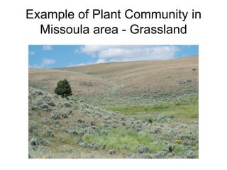 Example of Plant Community in
  Missoula area - Grassland
 