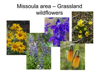 Missoula area – Grassland
       wildflowers
 