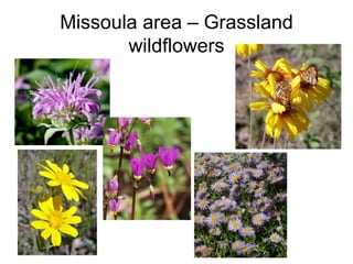 Missoula area – Grassland
       wildflowers
 
